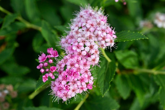 Flores de Verbena bonariensis Verbena Argentina ou Verbena de Topo Roxo Verbena de Topo Verbena Alta Verbena Bonita Verbena de perto