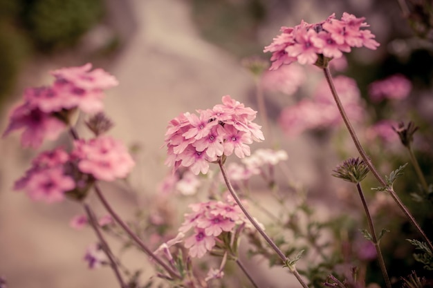 Flores de verbena em fundo bokeh Filmado com foco seletivo