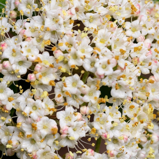 Flores de Viburnum rhytidophyllum leatherleaf viburnum Uma inflorescência de pequenas e lindas flores brancas em um ramo foco seletivo Fundo de flores de primavera
