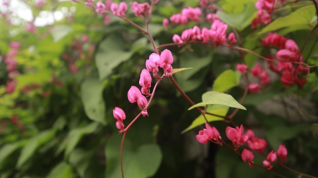 flores de videira de coral rosa que florescem lindamente durante todo o ano