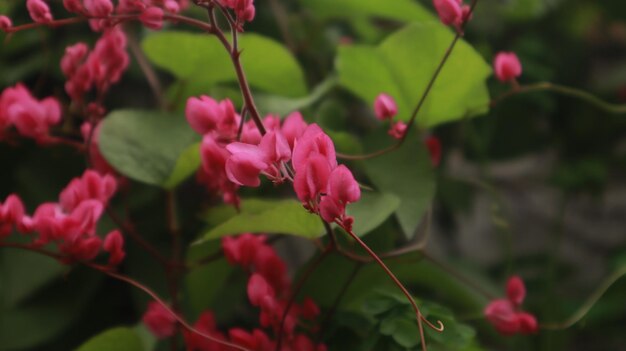 flores de videira de coral rosa que florescem lindamente durante todo o ano