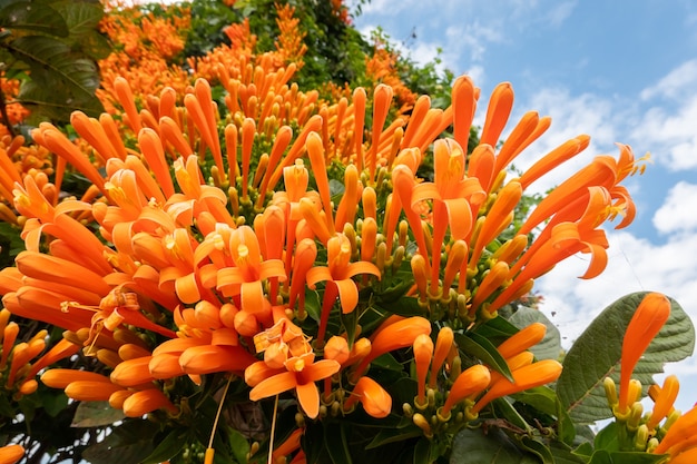 Flores de videira trompete em chamas alaranjadas sob o céu em Taiwan