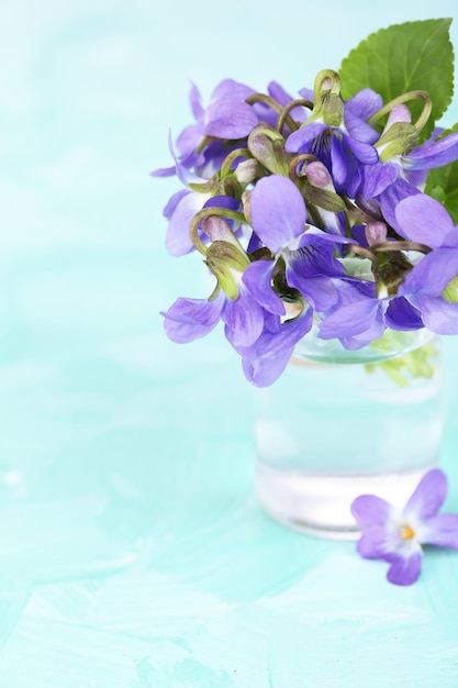 Flores de violetas em fundo azul