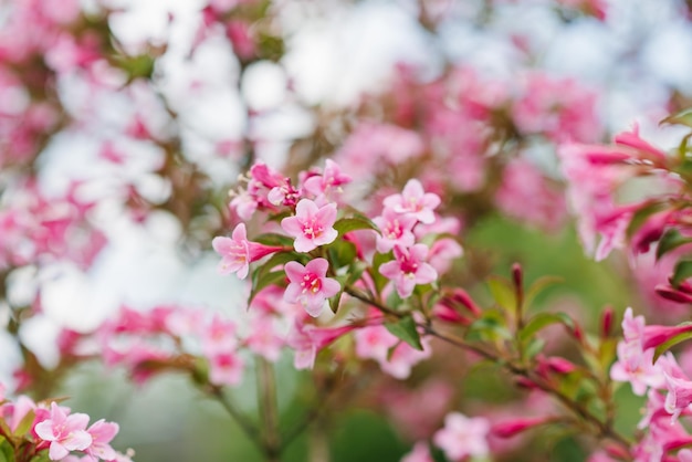 Flores de weigela rosa no jardim no verão