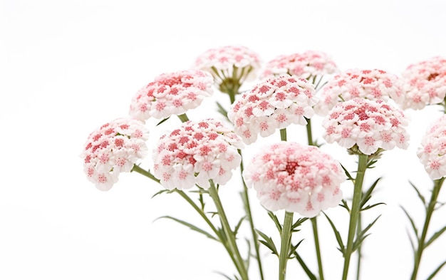 Flores de Yarrow em fundo branco