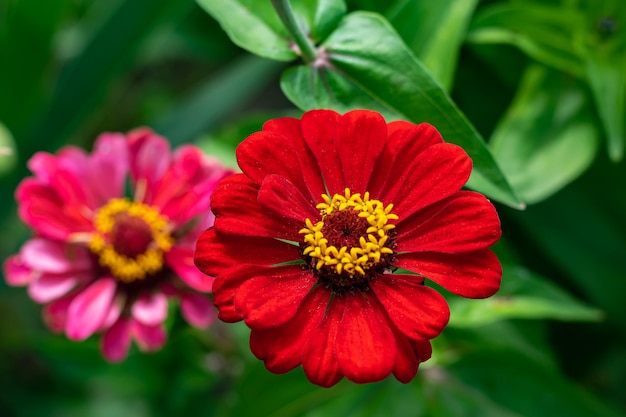 Flores de zínia multicoloridas papel de parede de fundo de flores naturais foco seletivo