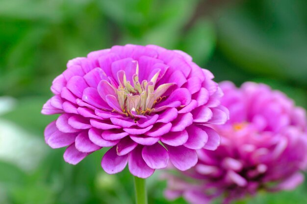 Flores de zínia no jardim de perto