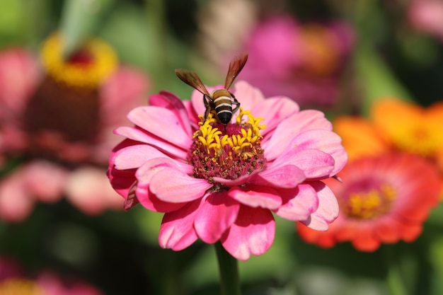 Foto flores de zínia rosa e abelha