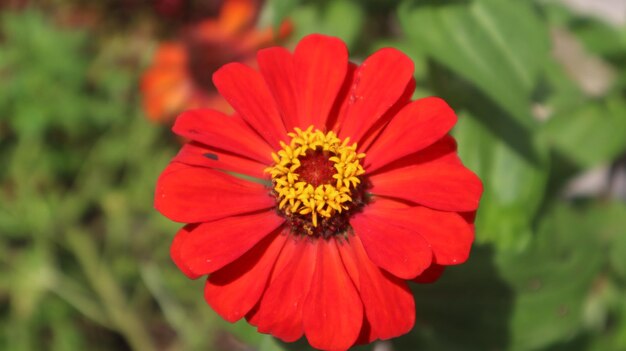 flores de zínia rosa e vermelha que florescem na estação chuvosa no fundo da natureza.