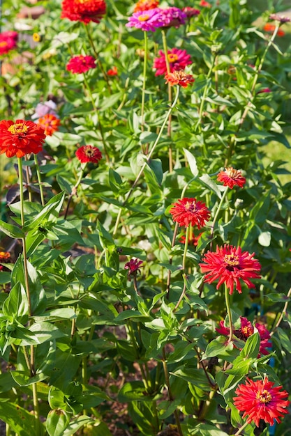 Flores de zínia vermelhas