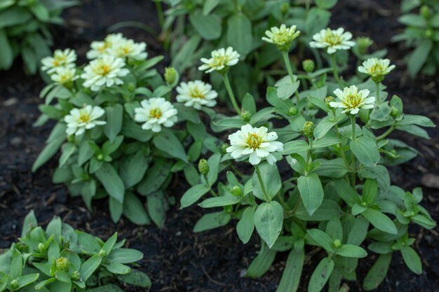 Foto flores de zinnia florescendo no jardim