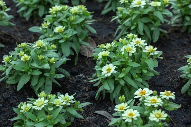 Foto flores de zinnia florescendo no jardim