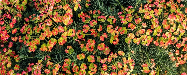 Flores decorativas del arbusto de un fondo floral del día de fiesta del primer de la planta verde para un florista