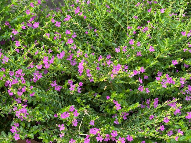 Flores decorativas brancas em meio ao fundo da natureza verde