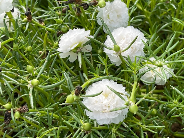 Flores decorativas brancas em meio ao fundo da natureza verde