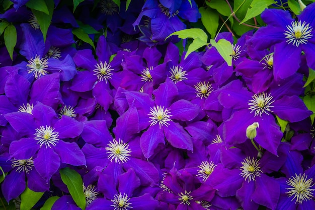 Flores decorativas de clematite roxa grande desabrocham no jardim.