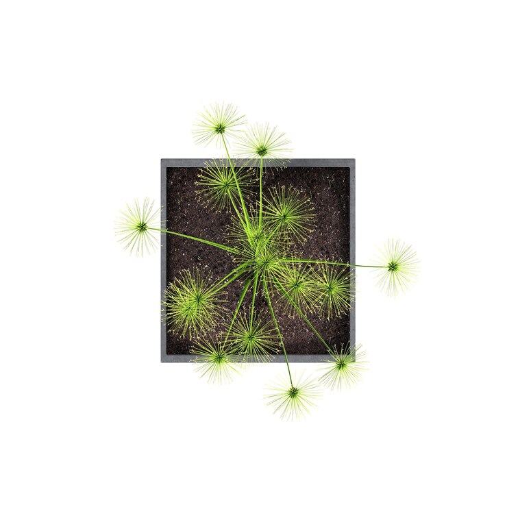 Foto flores decorativas e plantas para a vista superior interior isolada no fundo branco ilustrar 3d