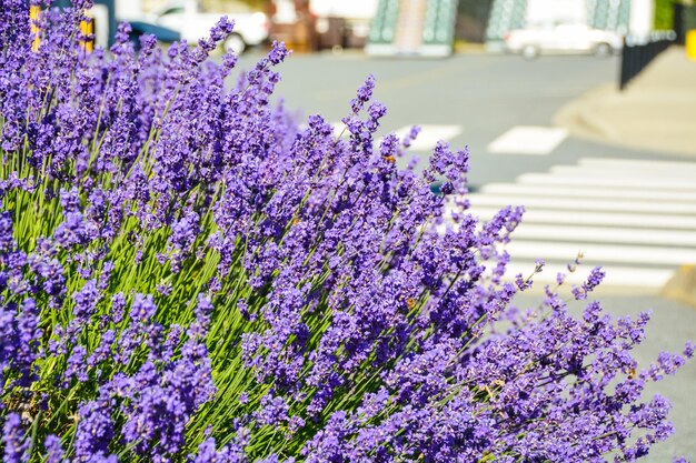 Flores decorativas lilás brilhantes crescendo em uma rua