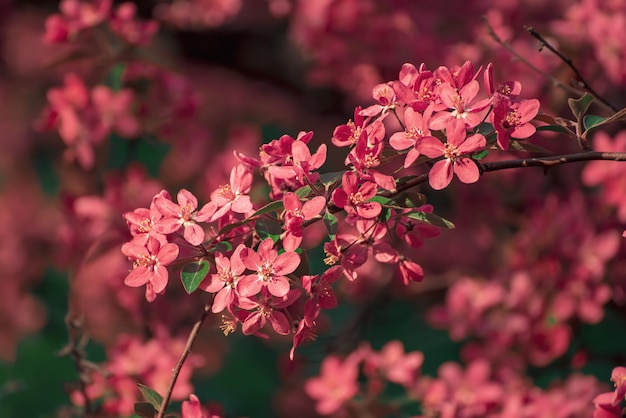 Flores decorativas de manzano rojo que florecen en el fondo natural floral de primavera