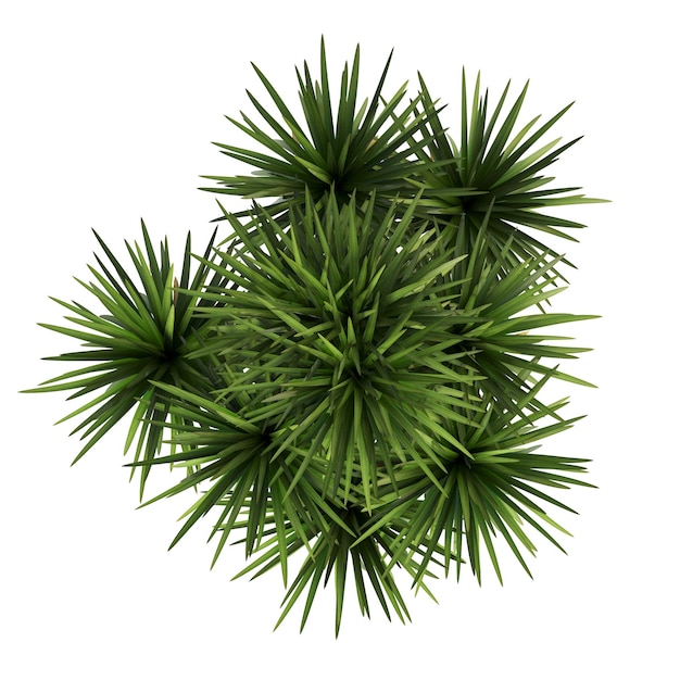 flores decorativas y plantas para la vista superior interior aislado sobre fondo blanco 3D illustrat