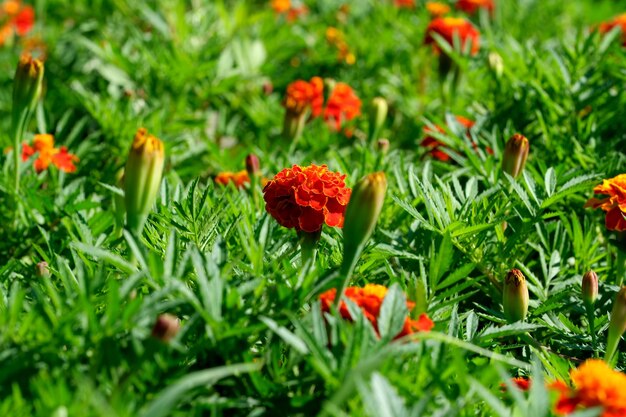 Flores decorativas de verano florecen