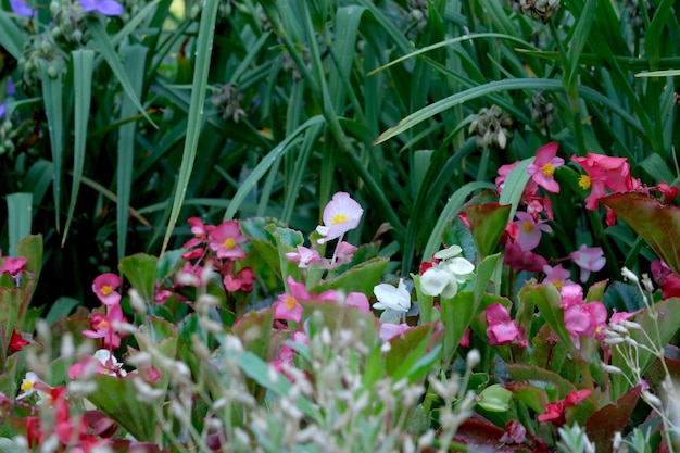 Flores decorativas de verano florecen