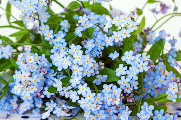Flores delicadas azuis do fundo natural do forgetmenot do jardim