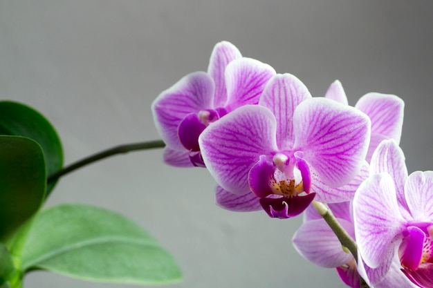 Flores delicadas bonitas de orquídeas do Phalaenopsis em um fundo cinzento.