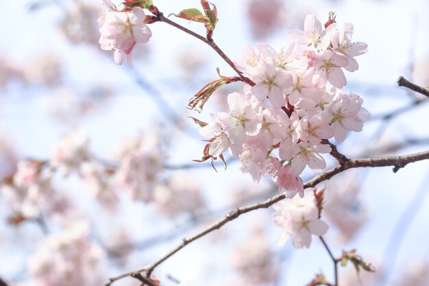 Flores delicadas da árvore da primavera. foco seletivo suave