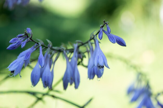Flores delicadas de hosta azul no borrão verde natureza