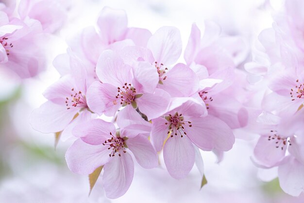 Flores delicadas de macieiras na primavera Pomar de maçãs