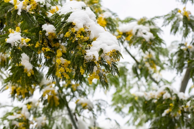 Flores delicadas de mimosa em um arbusto coberto de neve derretida após uma queda de neve