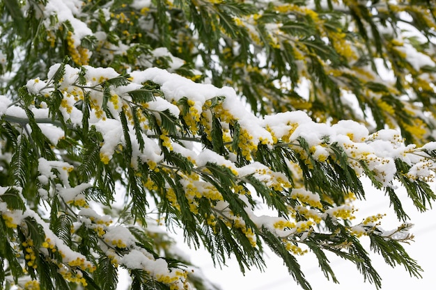 Flores delicadas de mimosa em um arbusto coberto de neve derretida após uma queda de neve