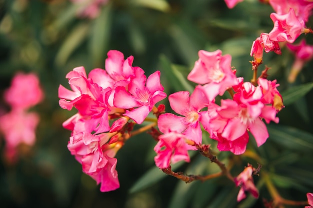 Flores delicadas de oleandro rosa nerium oleander floresceram no verão arbusto planta de jardim de pequenas árvores fundo natural bonito