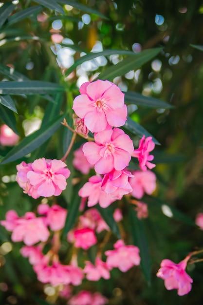 Flores delicadas de oleandro rosa Nerium oleander floresceram no verão Arbusto planta de jardim de pequenas árvores Fundo natural bonito