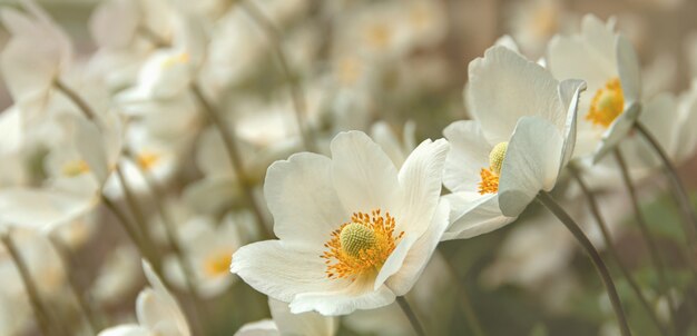 Flores delicadas de primavera branca brilhante com centro laranja