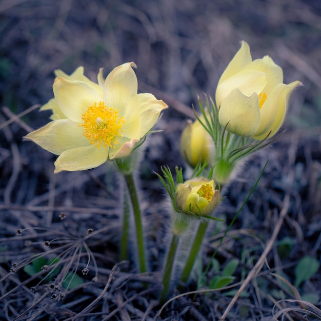 Flores delicadas do pulsatilla da anêmona na mola