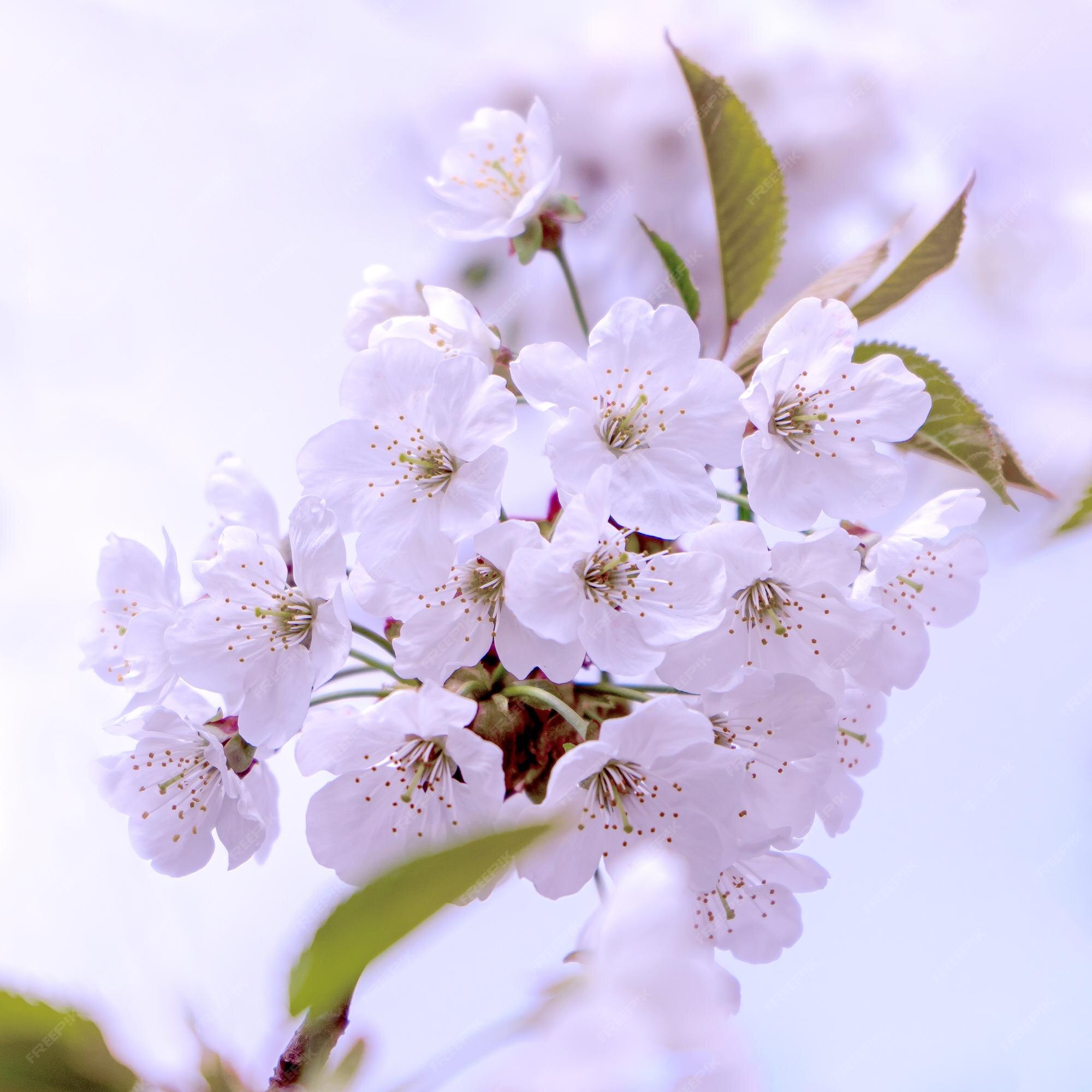 Flores delicadas e fofas de sakura da primavera fecham ramos de flores de  cerejeira | Foto Premium