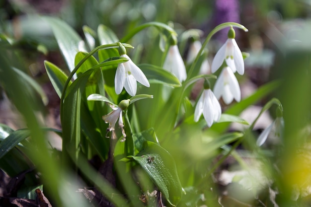 Flores delicadas snowdrop na floresta de primavera