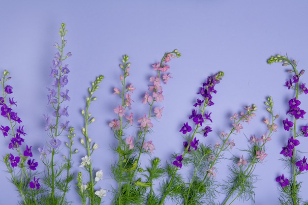 Flores delphinium rosa y morado