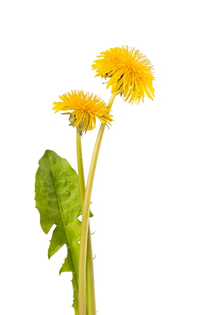 Flores dente de leão com folhas isoladas na superfície branca