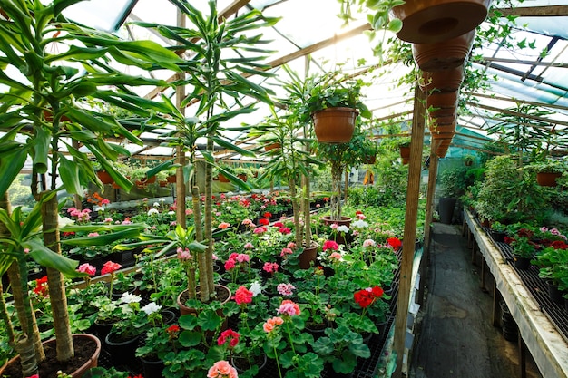 Flores dentro de un invernadero de centro de jardinería, fotografía de gran angular