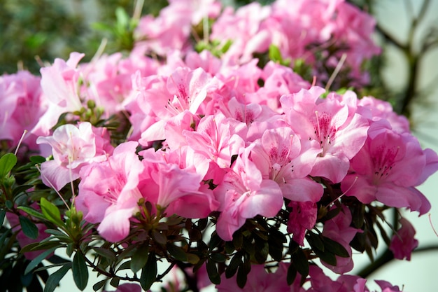 Flores desabrocham azáleas, botões de rododendro rosa sobre fundo verde, cenário de primavera