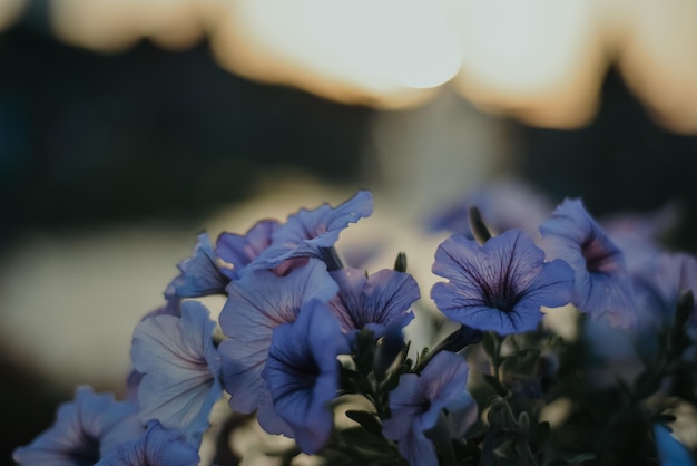 Flores desabrochando azuis em um vaso que crescem no jardim na rua com fundo desfocado