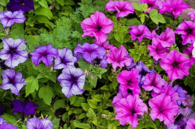 Foto flores desabrochando coloridas de petúnia no jardim
