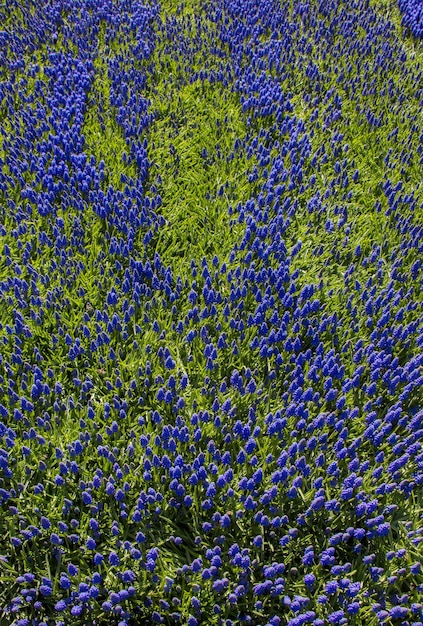 Flores desabrochando como pano de fundo