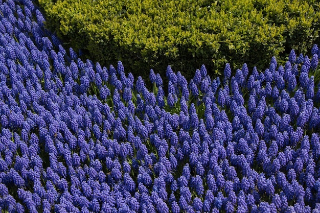 Flores desabrochando como pano de fundo