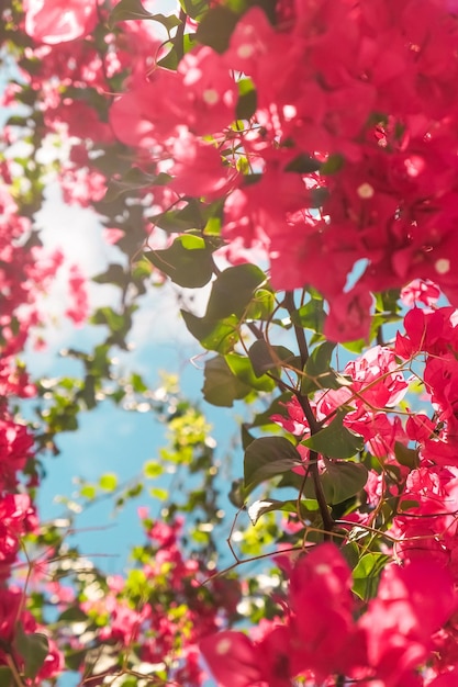 Flores desabrochando corais e fundo de estilo feminino de céu azul