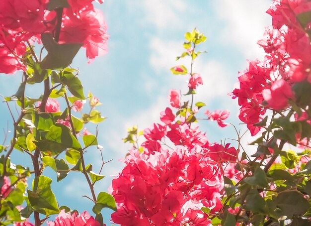 Flores desabrochando corais e fundo de estilo feminino de céu azul