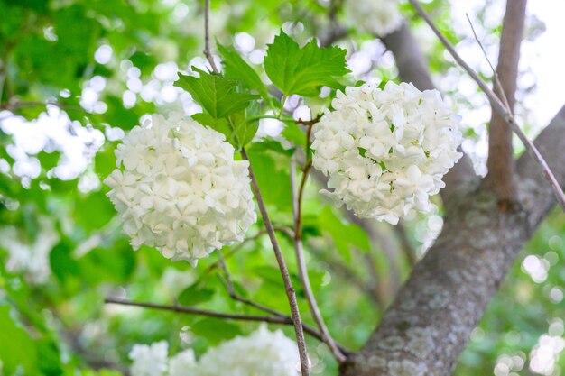 Flores desabrochando da primavera. Grandes bolas brancas bonitas de florescência Viburnum opulus Roseum (Boule de Neige). White Guelder Rose ou Viburnum opulus Sterilis, Snowball Bush, European Snowball é um arbusto.